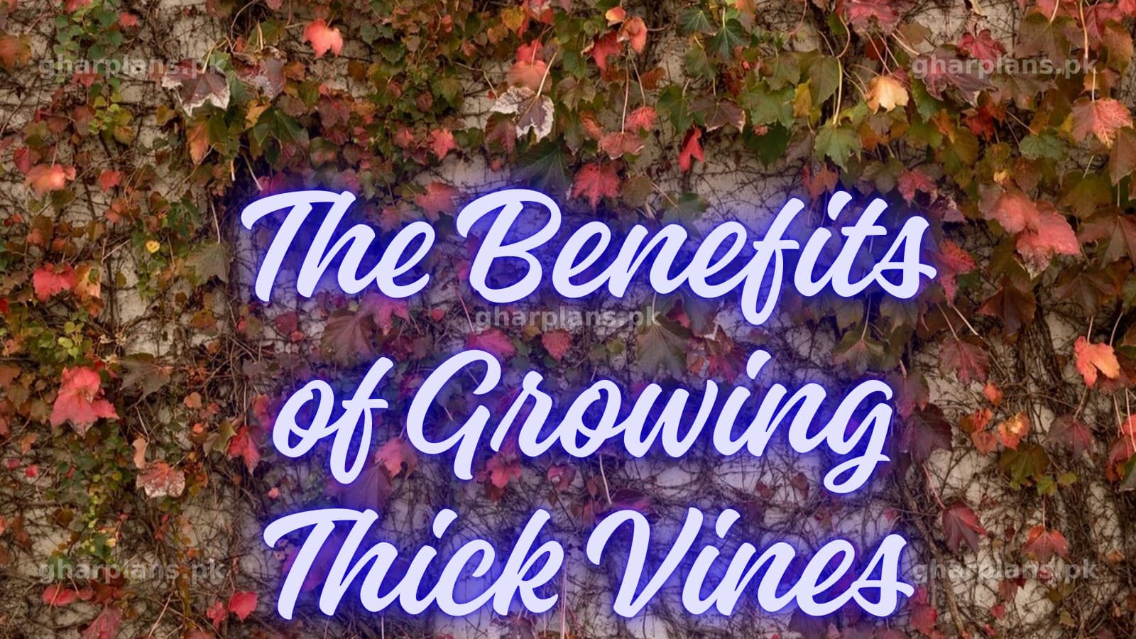 Benefits of Thick Vines (Bailain) on Walls: A Complete Guide for Pakistani Homes Benefits of Thick Vines (Bailain) on Walls: A Complete Guide for Pakistani Homes