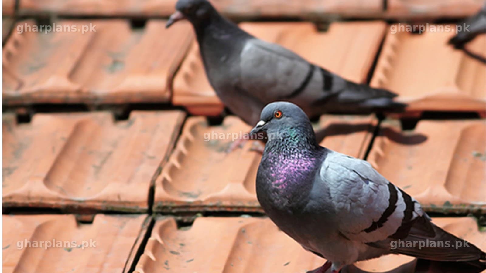 How to Stop Bird Droppings on Your Balcony & Terrace in Pakistan How to Stop Bird Droppings on Your Balcony & Terrace in Pakistan