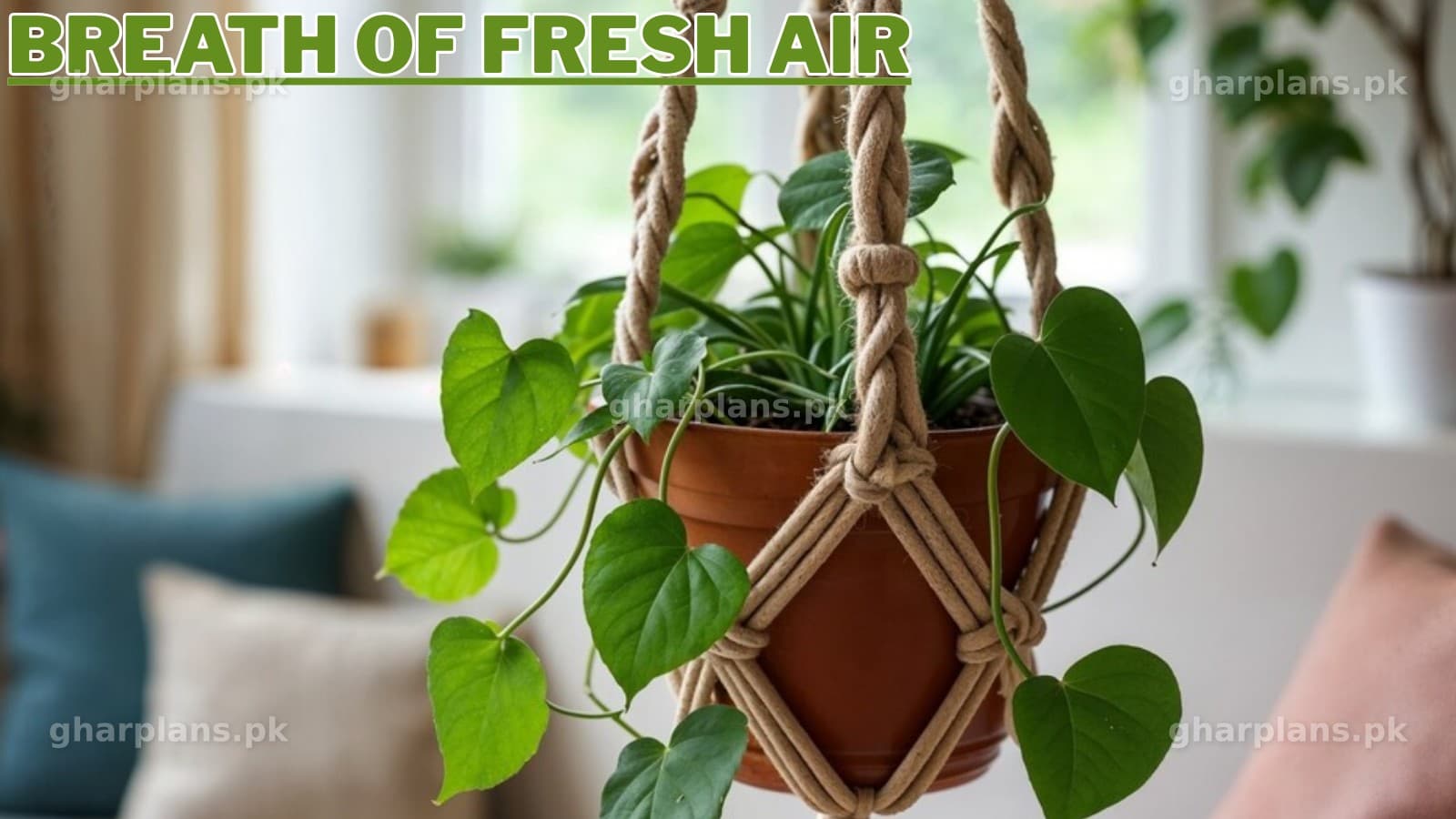 Best Indoor Plants for Pakistani Homes Best Indoor Plants for Pakistani Homes